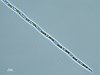Photo of Pseudo-nitzschia spp. (large-celled)
